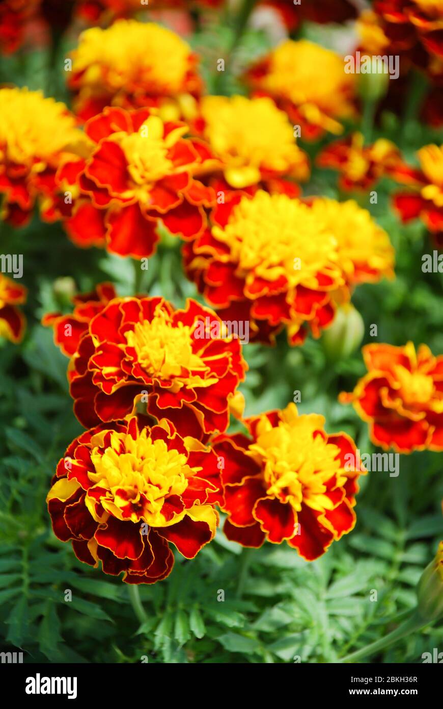 Tagetes patula marigola francese in fiore, fiori gialli arancio, foglie verdi, pianta di vaso Foto Stock