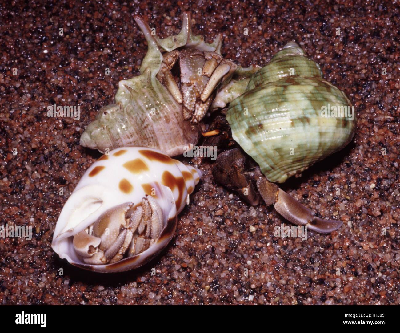 Granchio di eremita di terra bruno, Coenobita clypeatus Foto Stock