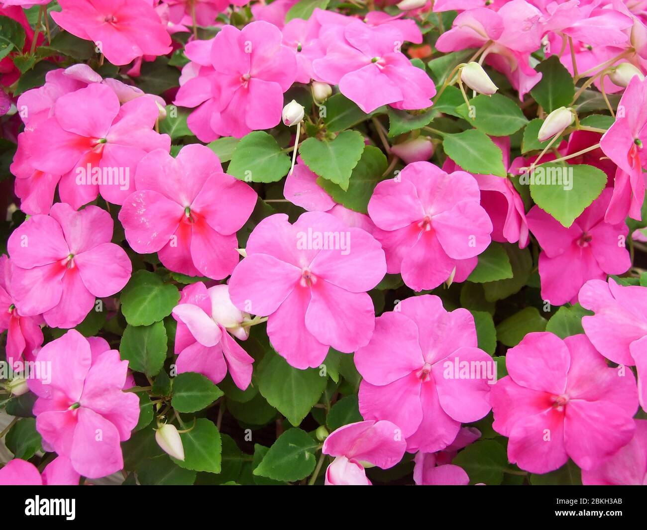 Impatiens rosa, nome scientifico Impatiens walleriana fiori anche chiamato Balsam, aiuole di fiori in rosa Foto Stock