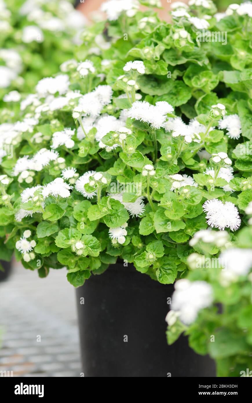 Ageratum, ageratum bianco, piante in vaso bianco nel vassoio nero Foto Stock