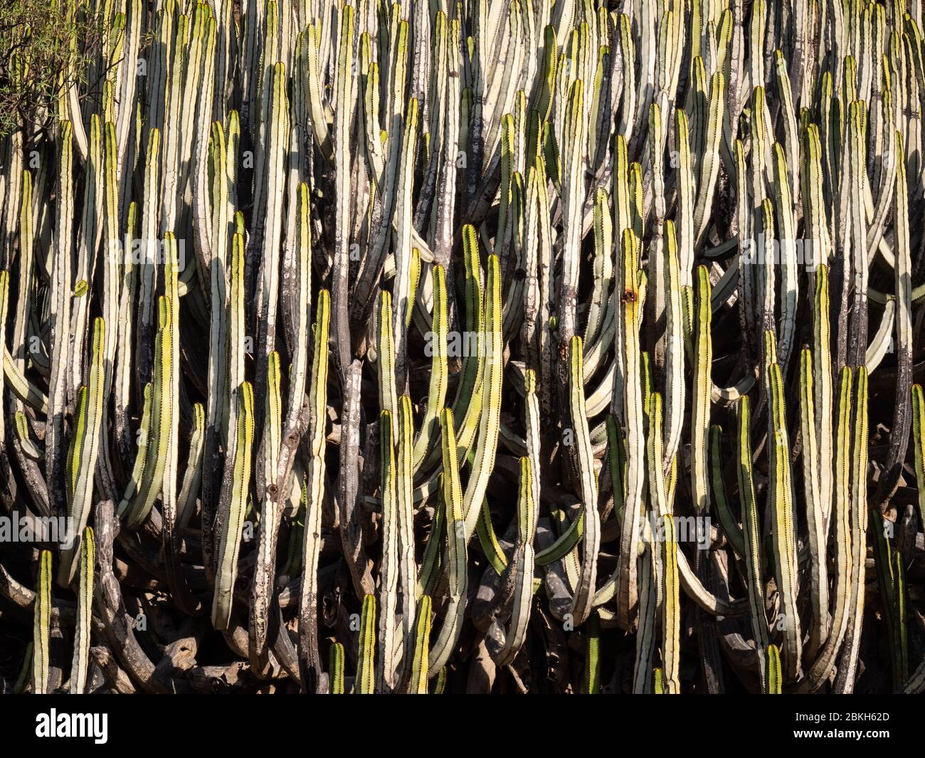 Texture Cactus. Telaio pieno sfondo natura struttura di piante di cactus che crescono in un ambiente arido. Foto Stock