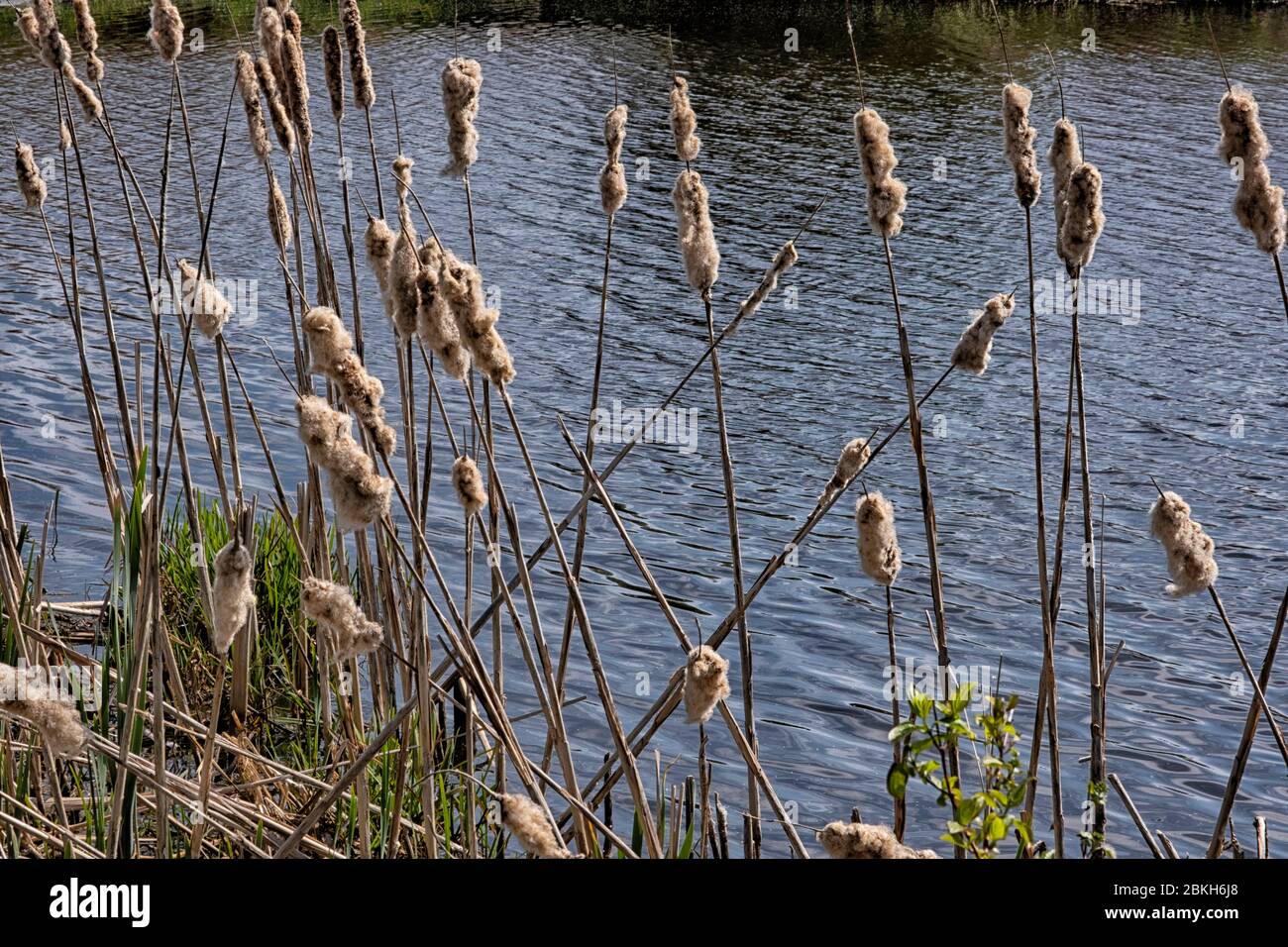 Cattails/bullrush (Typha latifolia) accanto al fiume. Primo piano di cattails fioritura durante lo sfondo di primavera. Fiori e teste di semi di coda di gatto soffice Foto Stock
