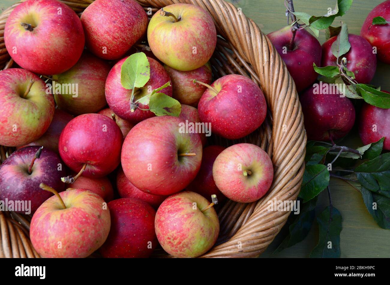Cestino con mele appena raccolte dal mio giardino. Foto Stock