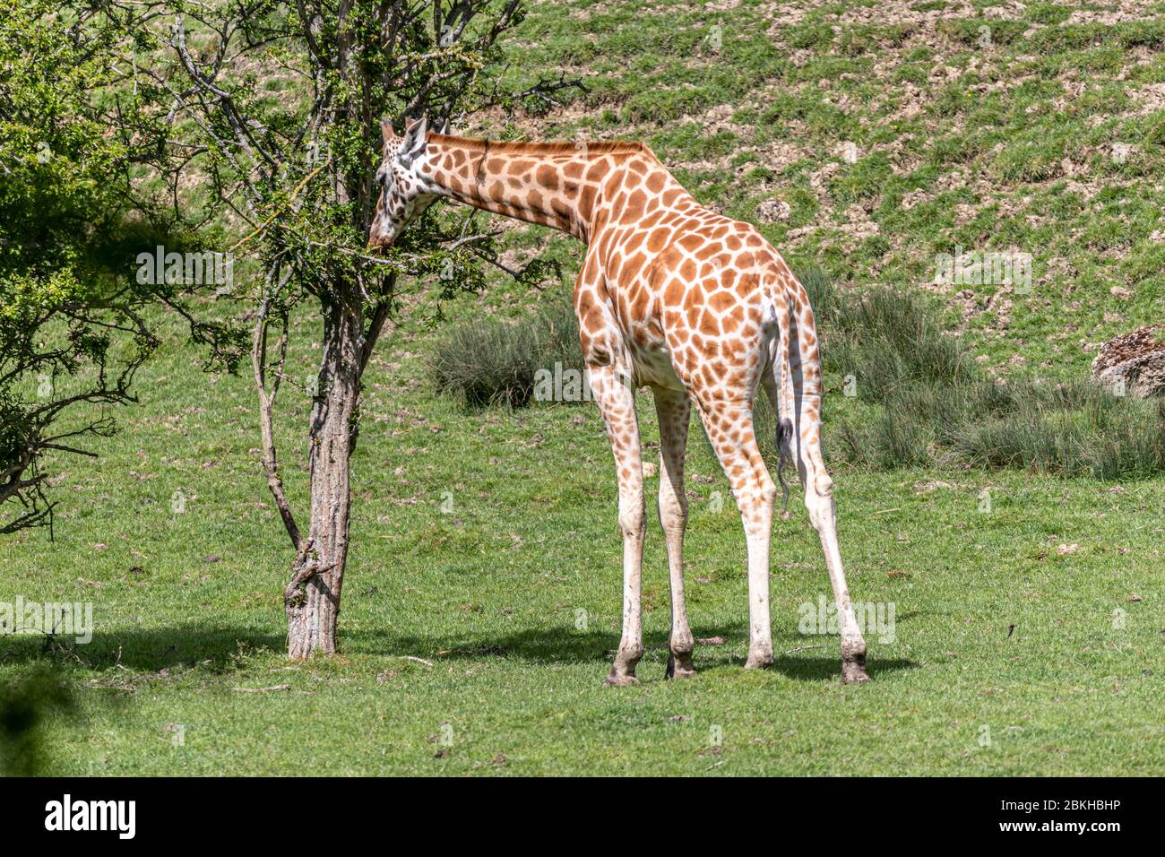 Una giovane Giraffe che mangia da un piccolo albero. Foto Stock
