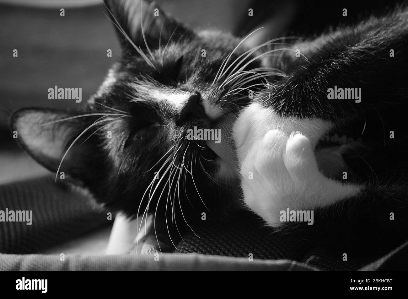 Il gatto nero carino lecca le zampe. Animale domestico. Primo piano. Foto Stock