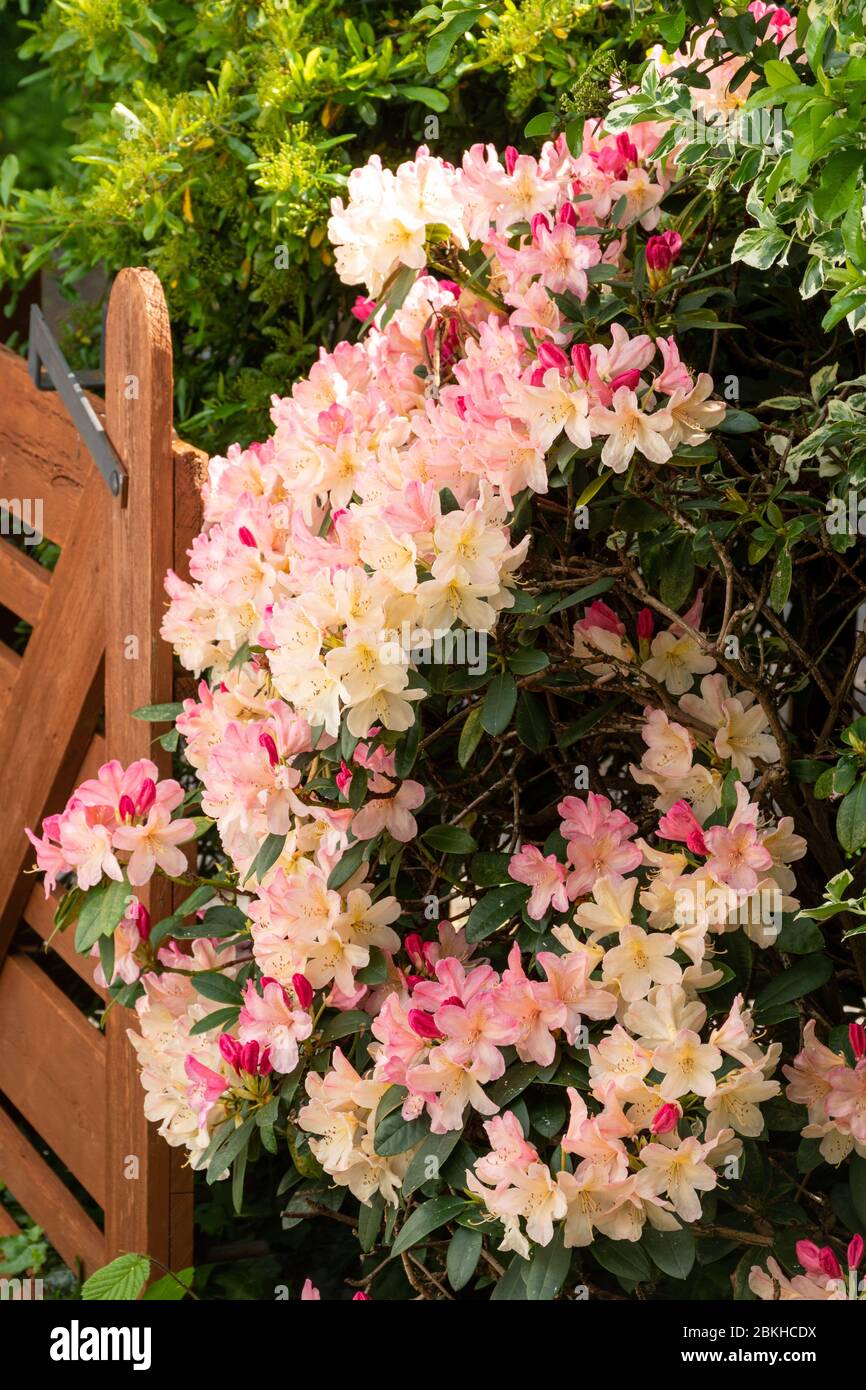 Rhodendron 'Percy Wiseman' pianta con fiore rosa di colore di peachy o fiorisce a fine aprile, Regno Unito Foto Stock