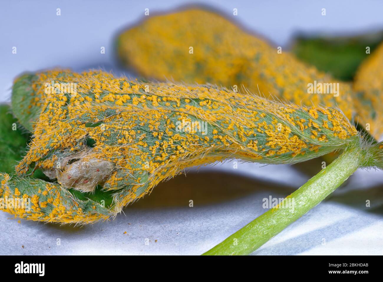 Sorrel o Oxalis Rust Fungus - Puccinia oxalidis sul lato inferiore della foglia di Pink Sorrel - Oxalis articolata Foto Stock