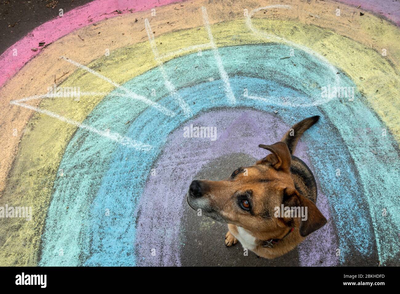 Cane seduto su un marciapiede con un NHS arcobaleno sulla sua attività quotidiana di outing, Burley-in-Wharfedale Foto Stock