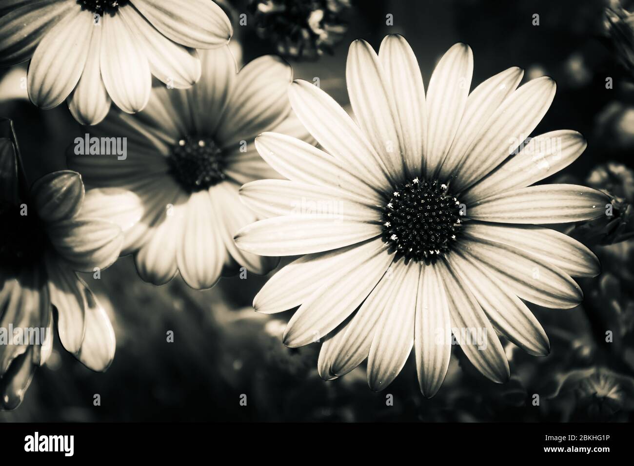 Immagine in bianco e nero di un fiore adatta come immagine di sfondo desaturata. Foto Stock