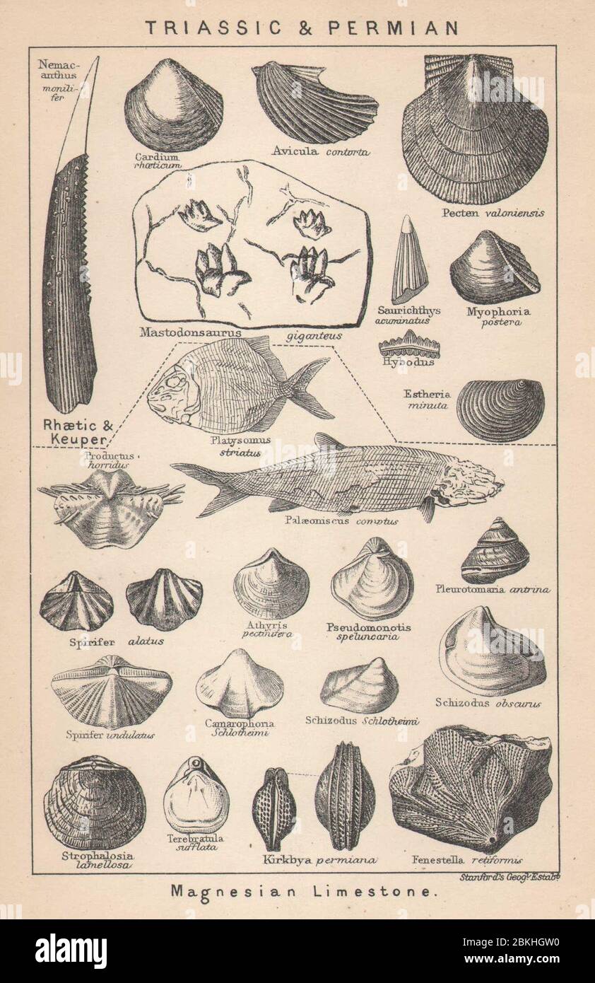 FOSSILI BRITANNICI. Triassic & Permian - calcare magnesiano. Stampa STANFORD 1907 Foto Stock