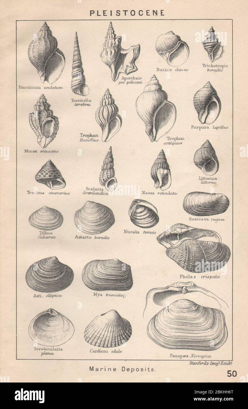 FOSSILI BRITANNICI. Pleistocene - depositi marini. STAMPA DI STANFORD 1907 Foto Stock