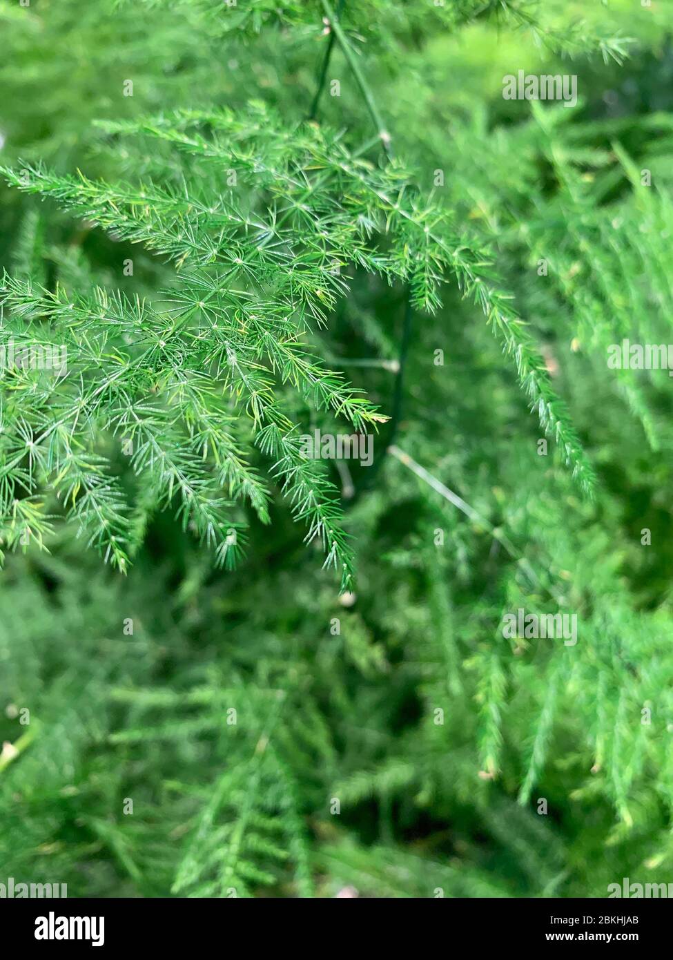 Vista ravvicinata della foglia di pino artificiale. Foto Stock