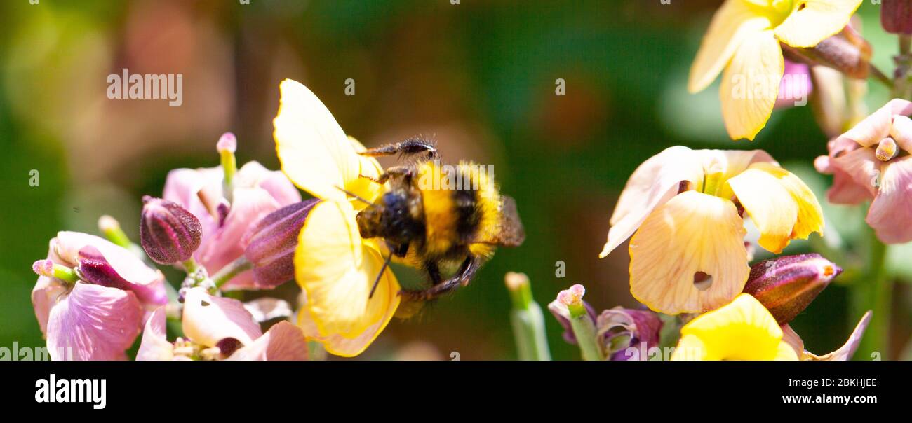 Spazio per la natura - Vista ravvicinata di un'unica ape bomba / Bombus sprp raccolta di polline e nettare dalle teste di fiori di Erysimum Foto Stock