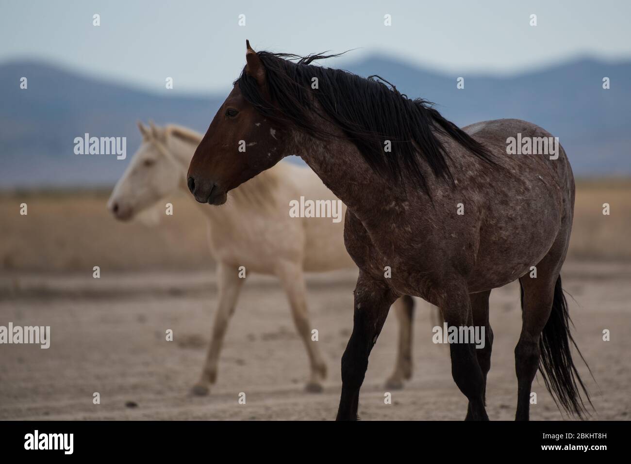 I Mustangs selvaggi vagano liberamente nel deserto occidentale dello Utah, Stati Uniti. Questo greto di cavalli fa parte del gregge del Monte Onaqui. Sono protetti dal gov't. Foto Stock