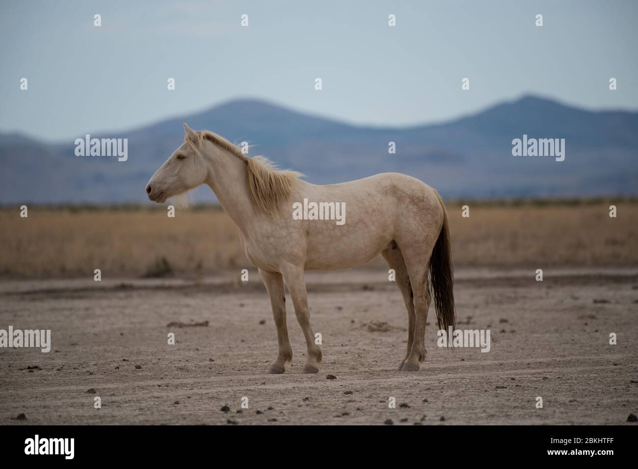 I Mustangs selvaggi vagano liberamente nel deserto occidentale dello Utah, Stati Uniti. Questo greto di cavalli fa parte del gregge del Monte Onaqui. Sono protetti dal gov't. Foto Stock