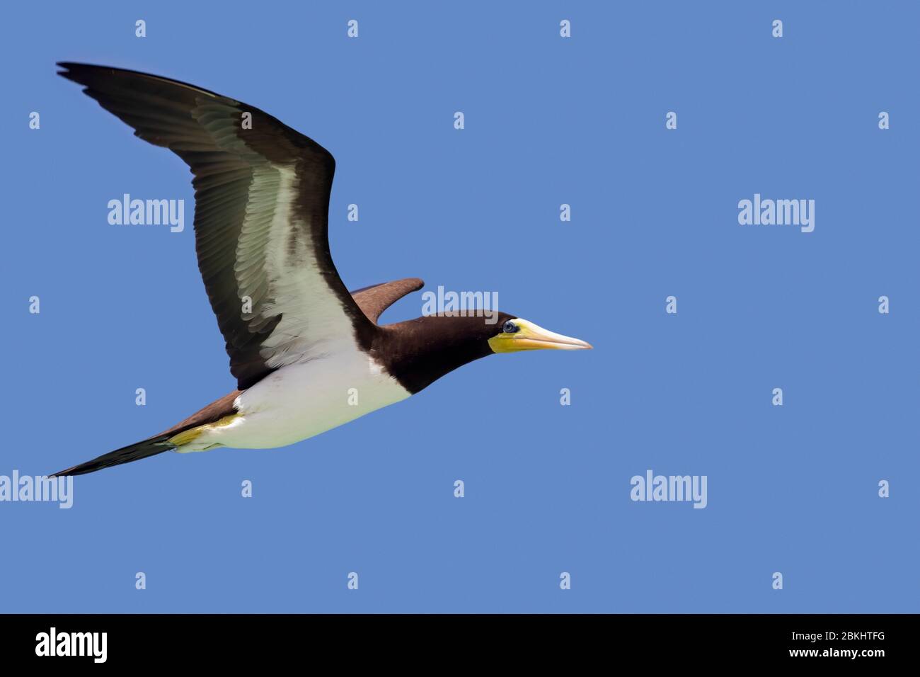 Booby marrone (Sula leucogaster) in volo contro il cielo blu Foto Stock