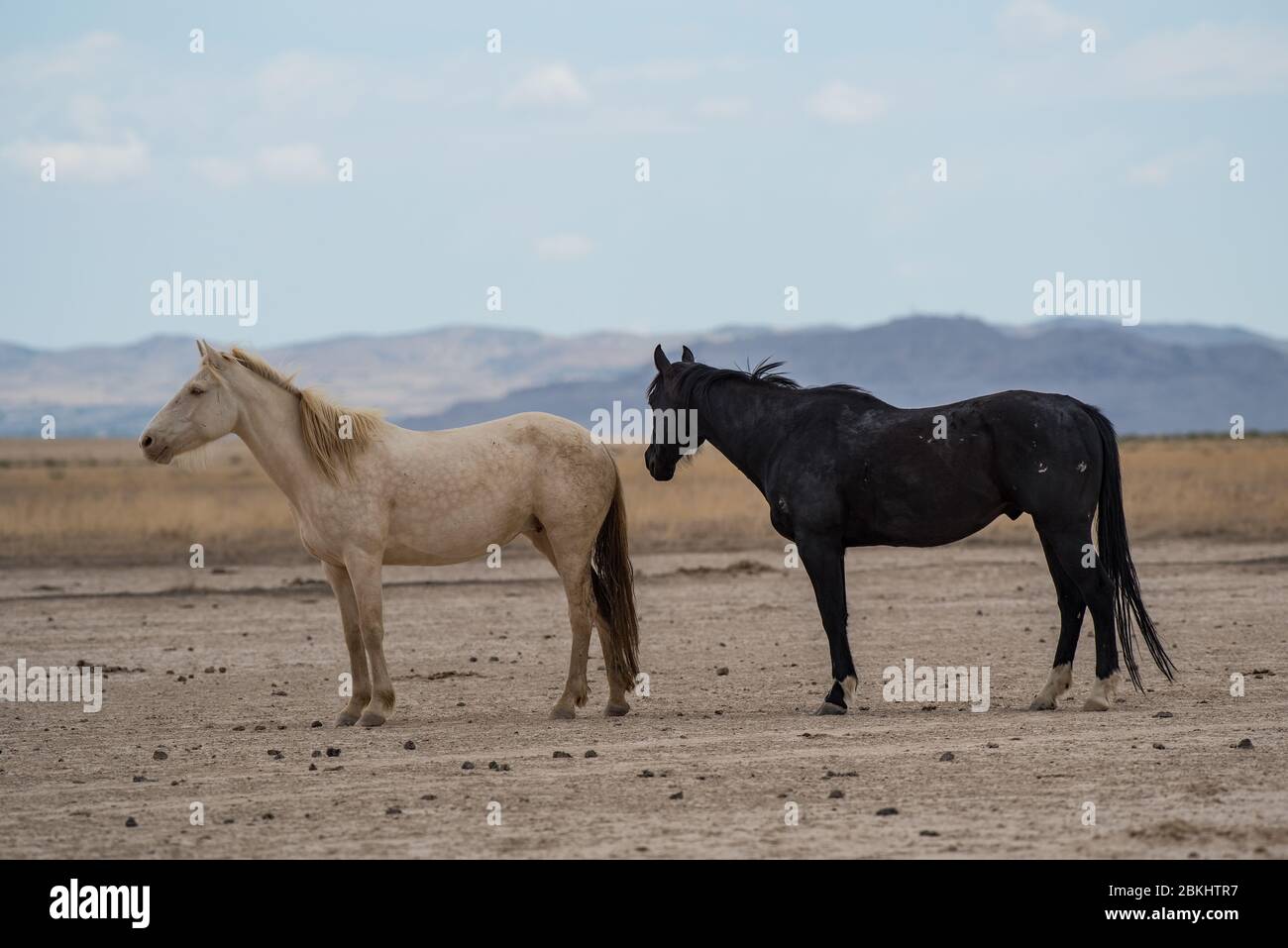 I Mustangs selvaggi vagano liberamente nel deserto occidentale dello Utah, Stati Uniti. Questo greto di cavalli fa parte del gregge del Monte Onaqui. Sono protetti dal gov't. Foto Stock