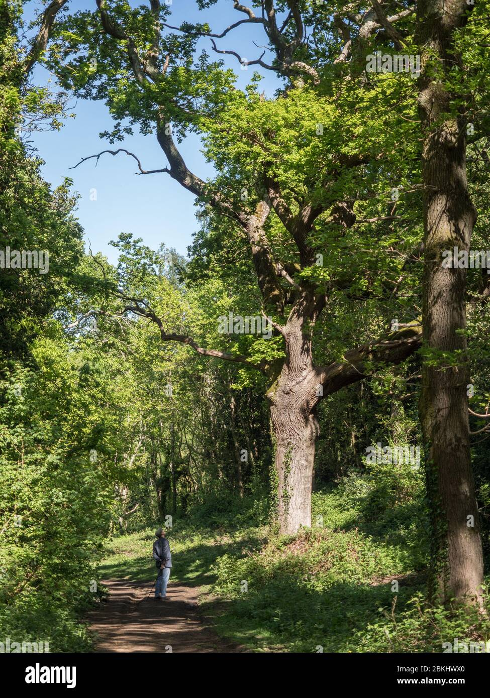 Un uomo che si erge su un sentiero che guarda su di un vecchio antico maestoso alto albero di quercia maturo Foto Stock