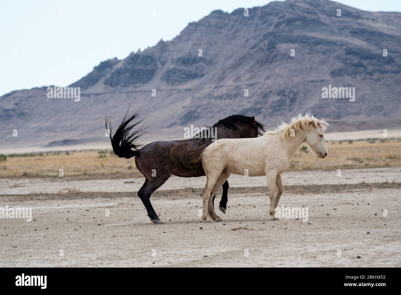 I Mustangs selvaggi vagano liberamente nel deserto occidentale dello Utah, Stati Uniti. Questo greto di cavalli fa parte del gregge del Monte Onaqui. Sono protetti dal gov't. Foto Stock