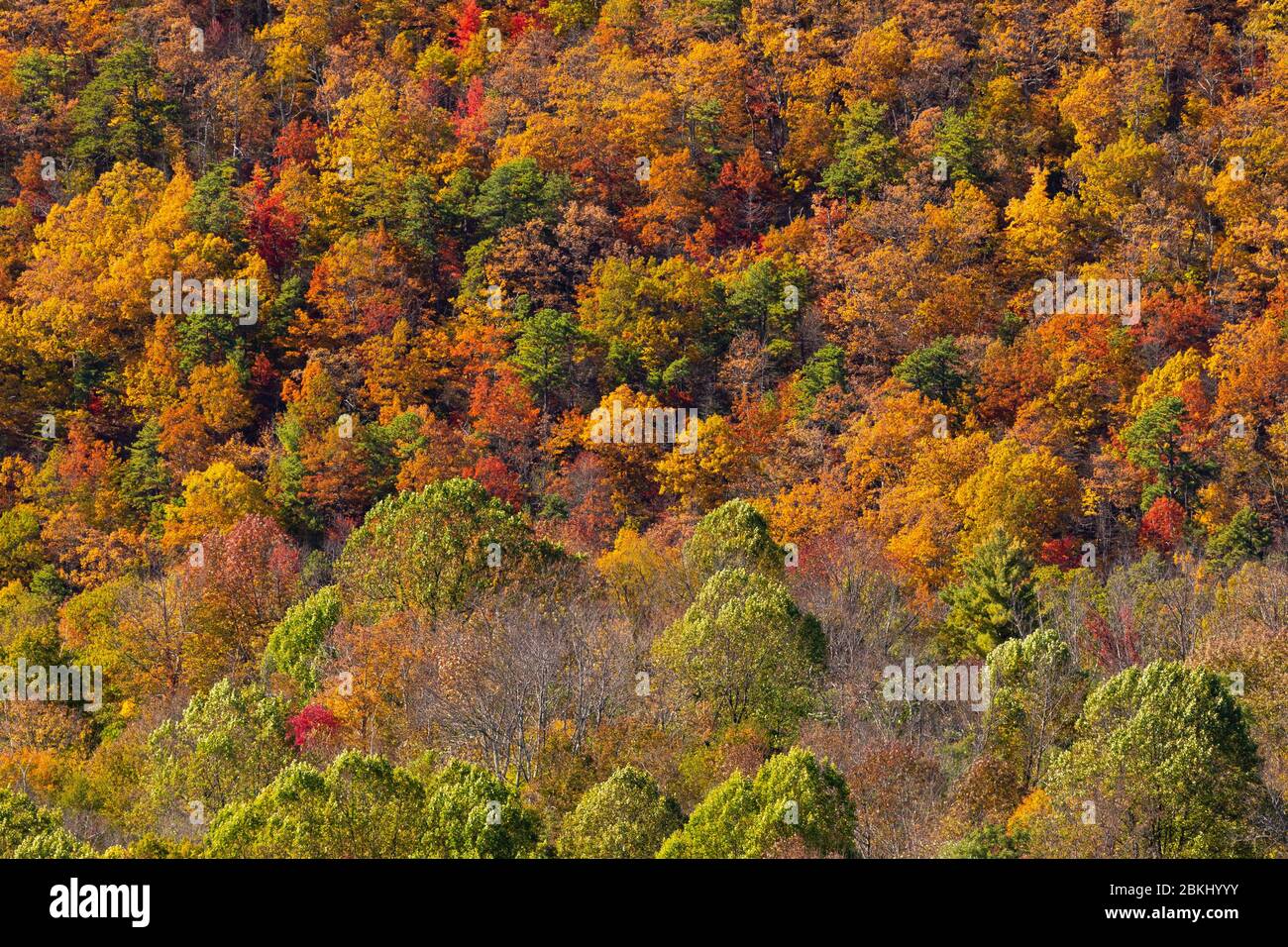 USA, Virginia, Parco Nazionale di Shenandoah in autunno Foto Stock