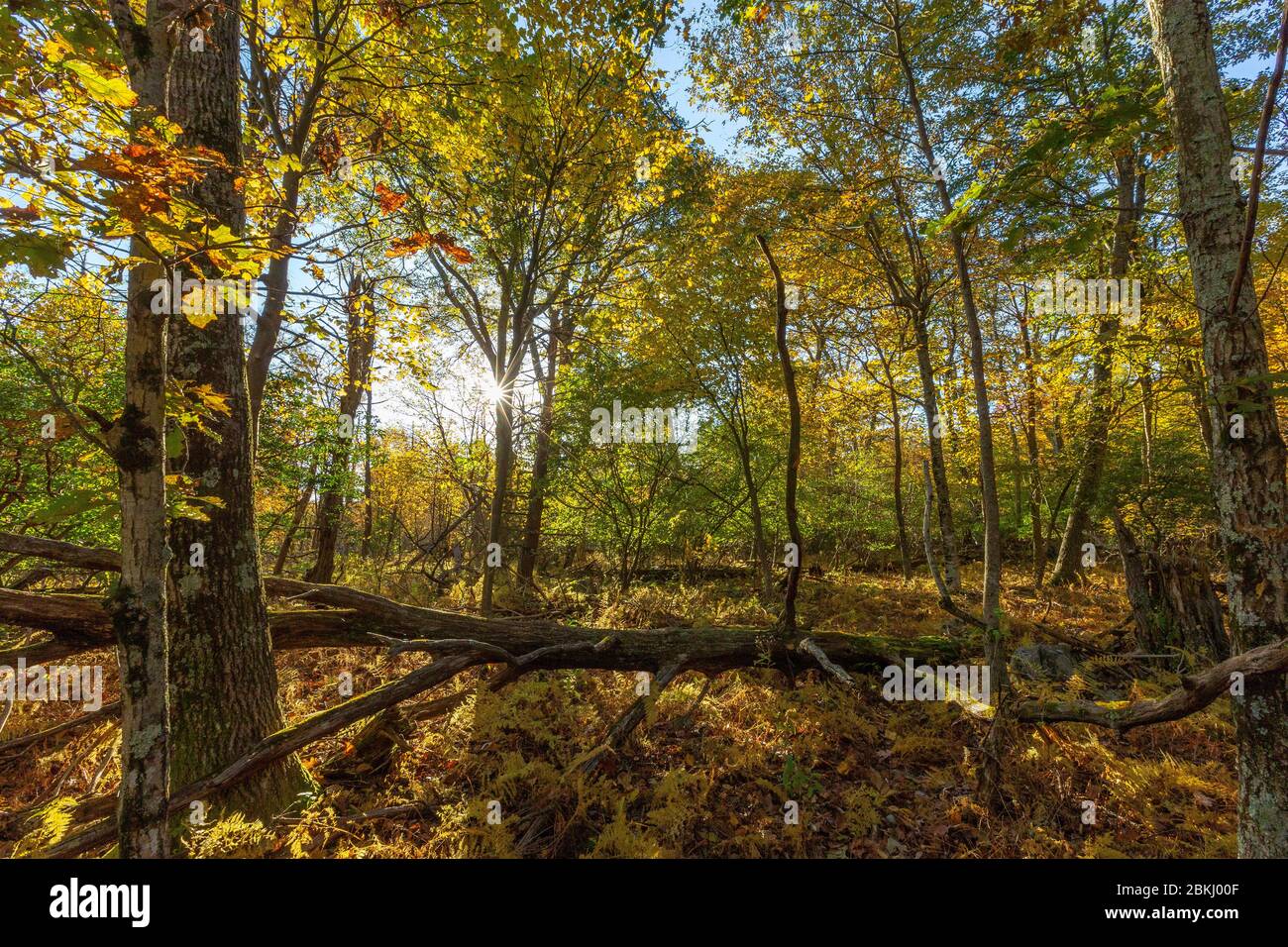 USA, Virginia, Parco Nazionale di Shenandoah in autunno Foto Stock