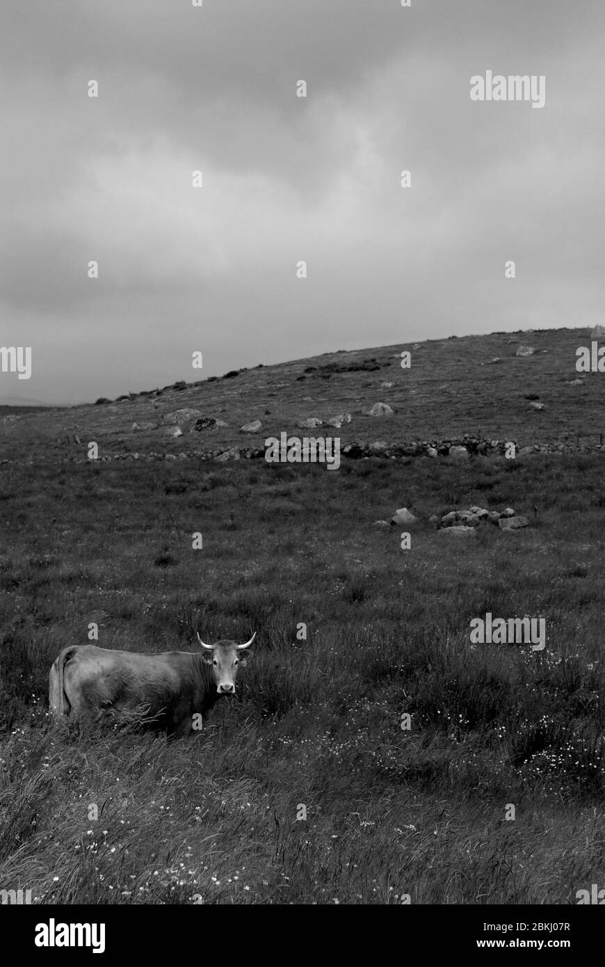 Francia, altopiano Aubrac, mucche Aubrac Foto Stock