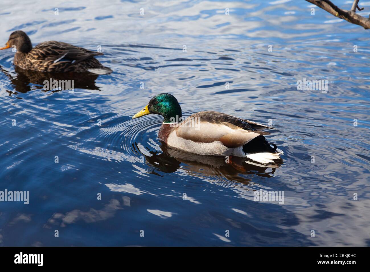 Un'anatra mallard maschile e femminile che nuota sull'acqua. Foto Stock