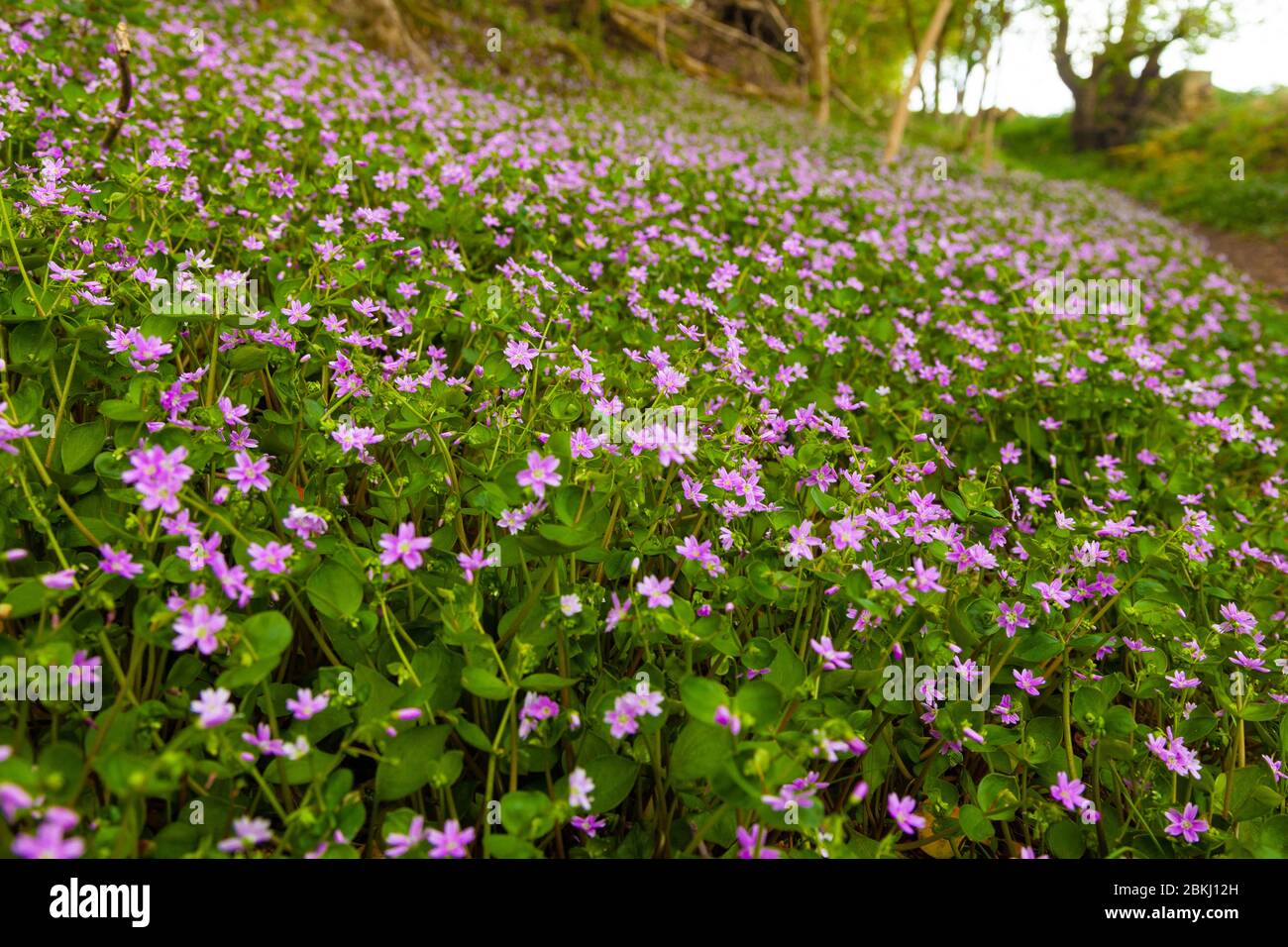 Purslane rosa una pianta di bosco che ha il sapore di barbabietola Foto Stock