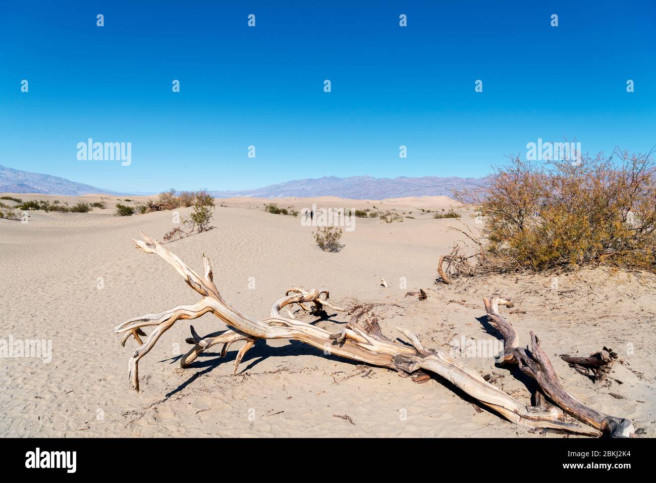 Mesquite Flat dune di sabbia, il Parco Nazionale della Valle della Morte, CALIFORNIA, STATI UNITI D'AMERICA Foto Stock