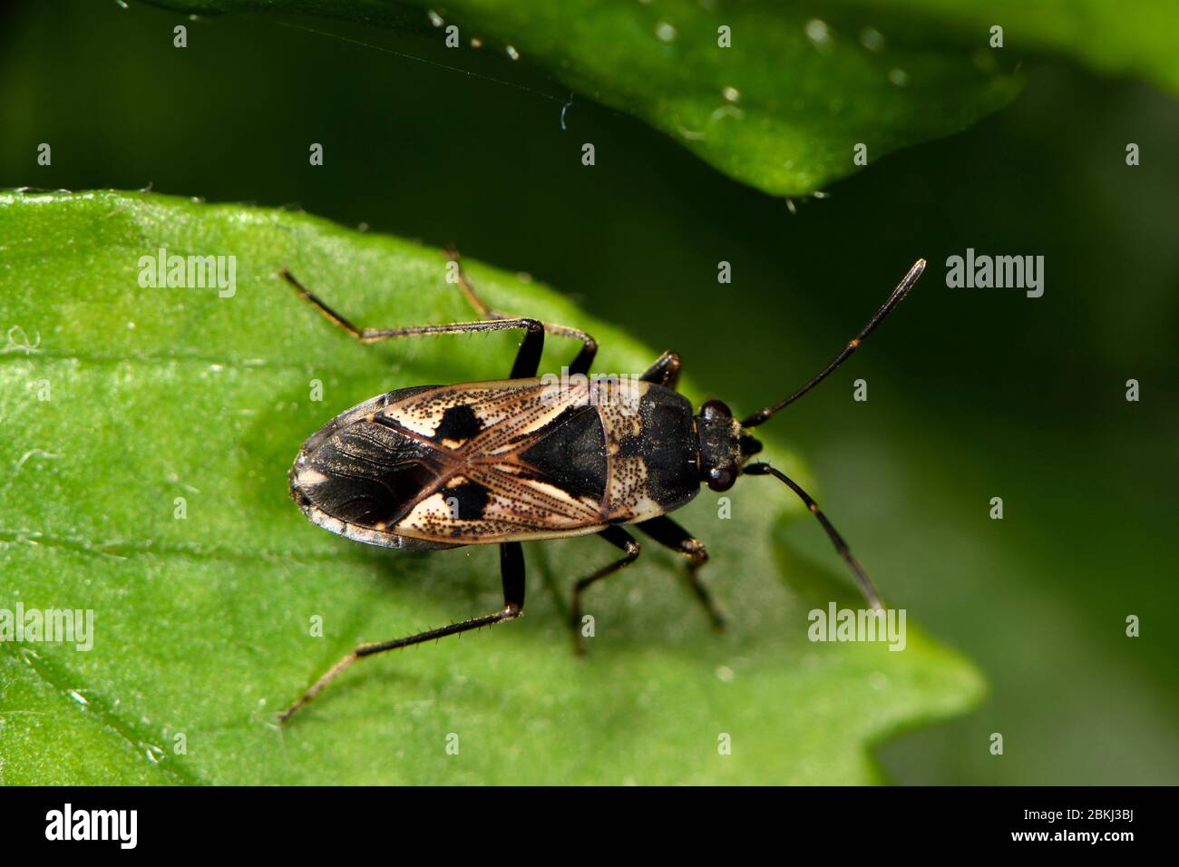 Francia, territorio di Belfort, Belfort, casa, Anthocoris nemoralis su una pianta di casa, insetto predatorio di acari, afidi e prosperi Foto Stock