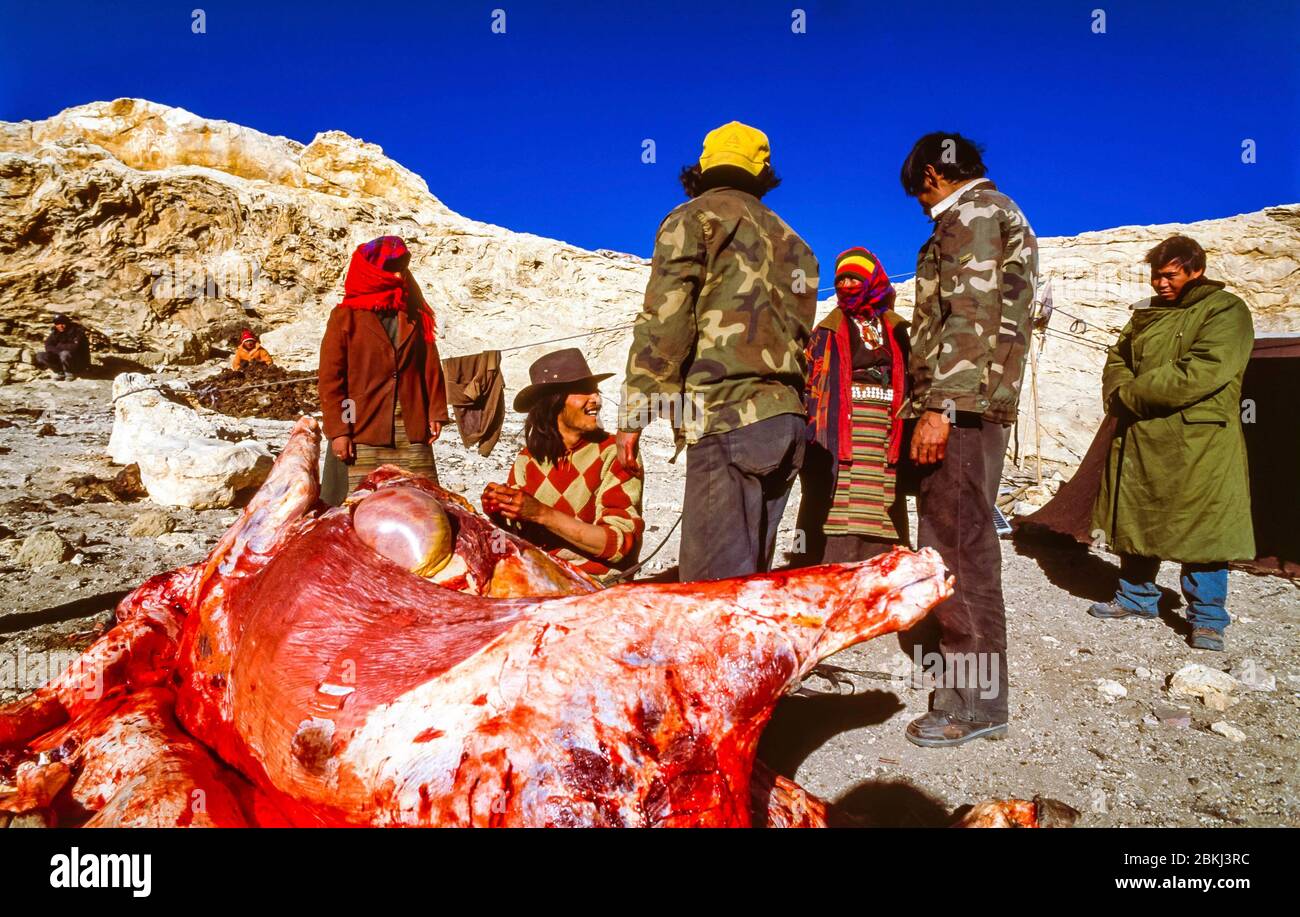 Cina, Tibet occidentale, provincia di Ngari, Ali Shiquane, regni di Guge, cultura Zhanzhung, contadini di Moincer hanno appena ucciso un yak e tagliato fino ad asciugare la carne, tra Guru Gem e Kyunglung Foto Stock