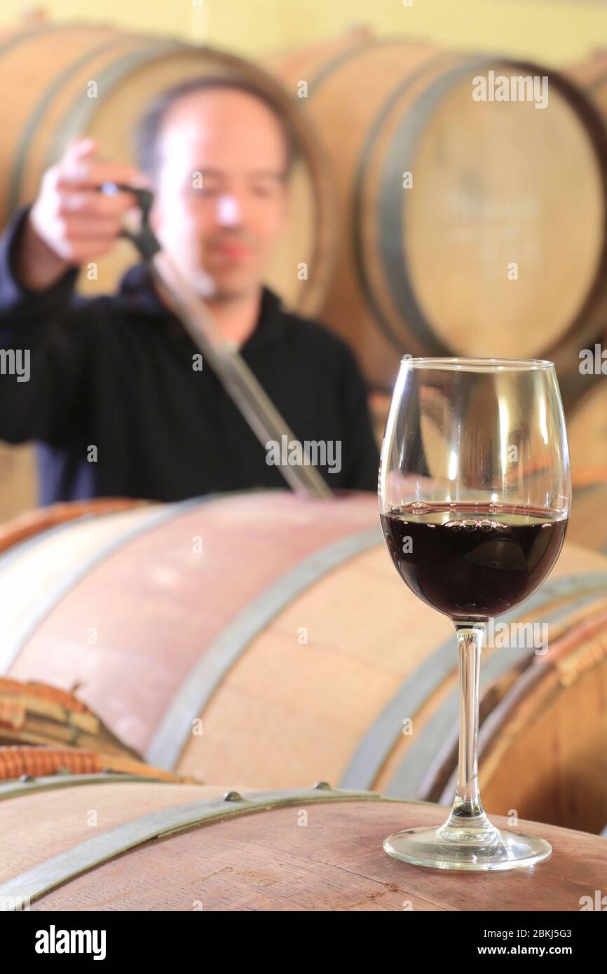 Spagna, Catalogna, Alt Empordà, Costa Brava, Parco Naturale Cap de Creus, Cadaqués, cantina Martín Faixó, vini rossi da Empordà AOC in botti di rovere Foto Stock