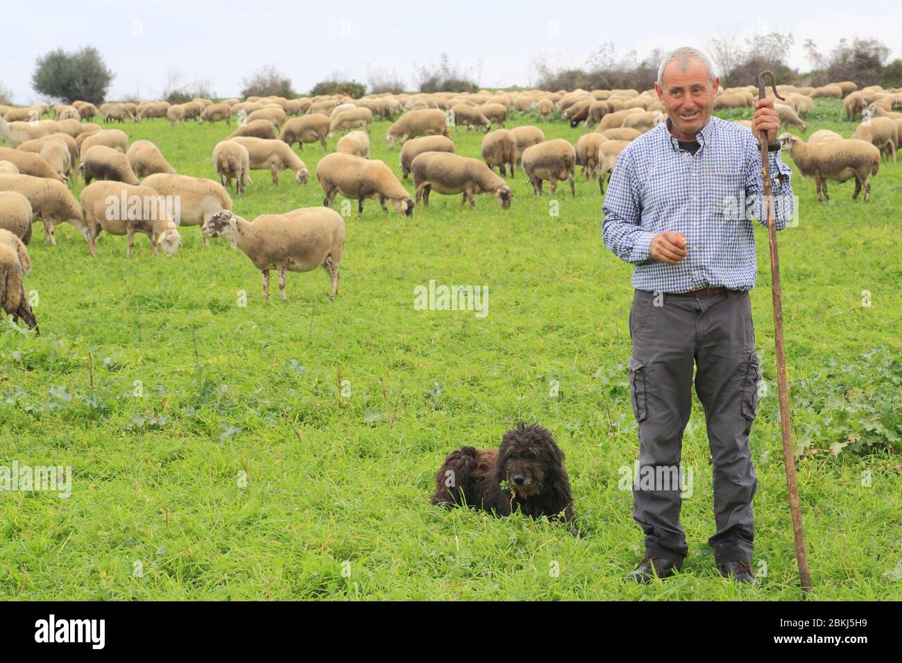 Spagna, Catalogna, Alt Empordà, Costa Brava, Saurana, Mas Marcè, pastore e le sue pecore Foto Stock