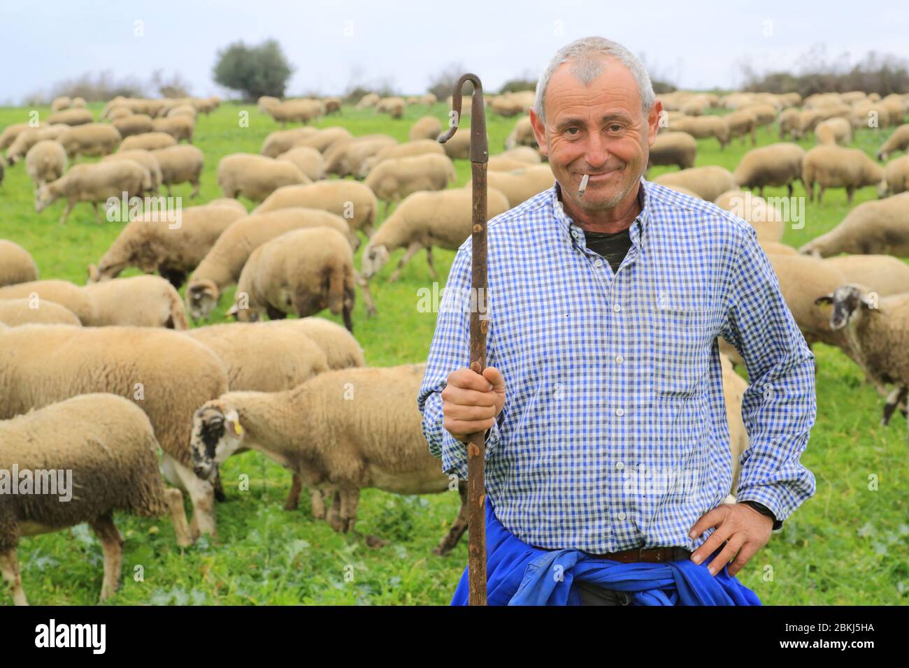 Spagna, Catalogna, Alt Empordà, Costa Brava, Saurana, Mas Marcè, pastore e le sue pecore Foto Stock