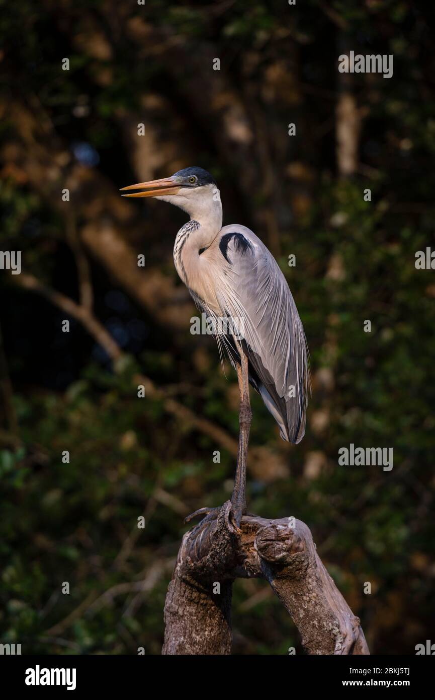 Airone Cocoi (Ardea cocoi), Pantanal, Mato Grosso, Brasile Foto Stock