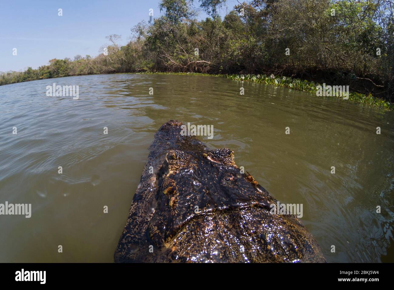 Jacare (Caimano yacare Caimano), Pantanal, Mato Grosso, Brasile Foto Stock