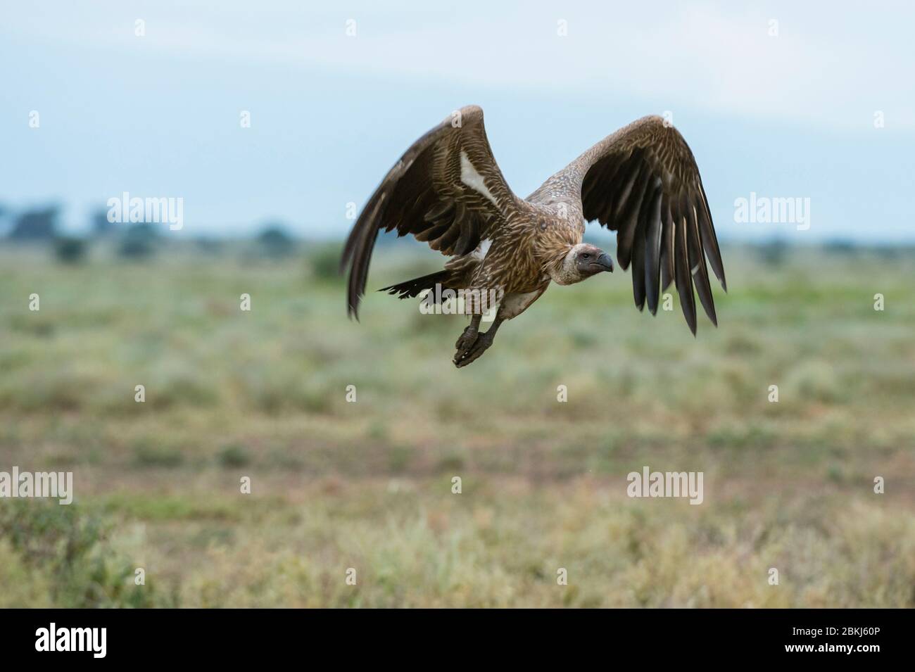 White-backed vulture (Gyps africanus) in volo, Ndutu, Ngorongoro Conservation Area, Serengeti, Tanzania Foto Stock