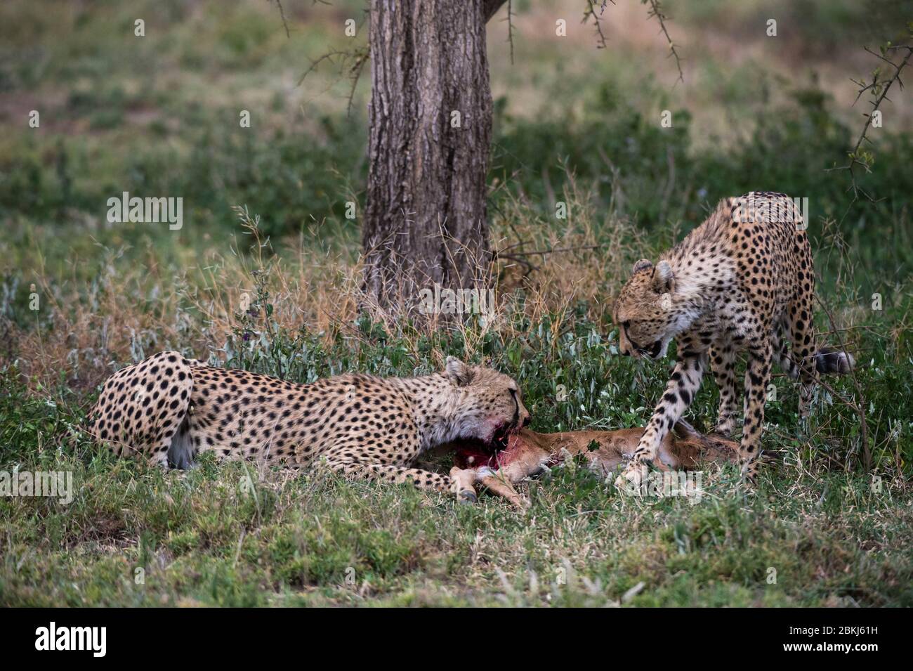 Due ghepardi (Acinonyx jubatus), che alimentano un vitello bianco di wildebeest (Connochaetes taurinus), Ndutu, Ngorongoro Conservation Area, Serengeti, Tanzania Foto Stock Due ghepardi (Acinonyx jubatus), che alimentano un vitello bianco di wildebeest (Connochaetes taurinus), Ndutu, Ngorongoro Conservation Area, Serengeti, Tanzania Foto Stock