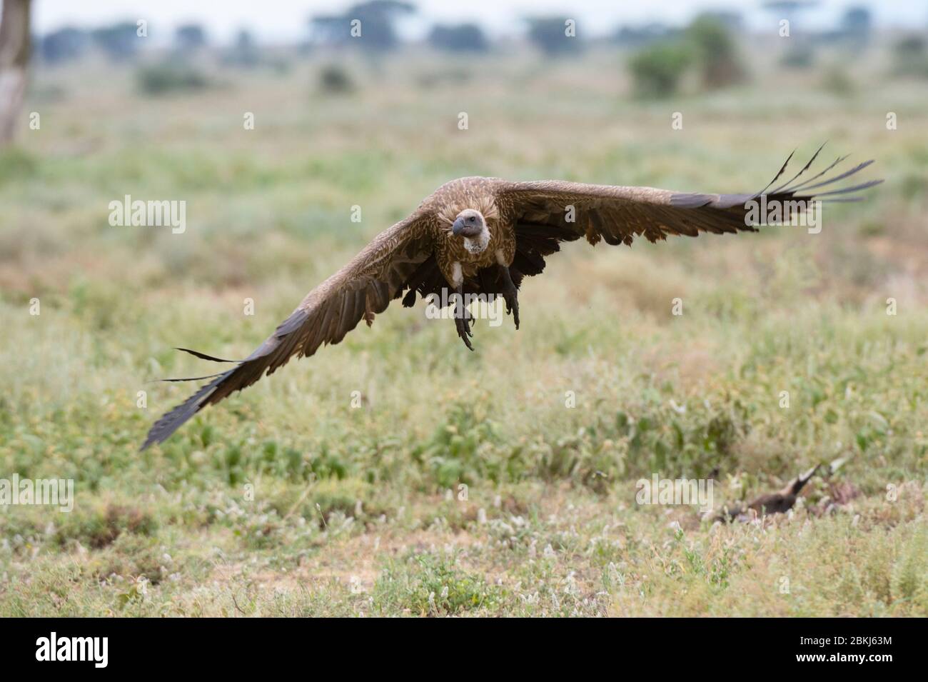 White-backed vulture (Gyps africanus) in volo, Ndutu, Ngorongoro Conservation Area, Serengeti, Tanzania Foto Stock