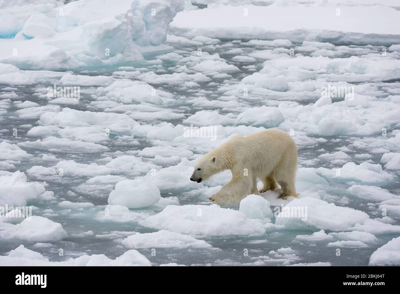 Orso polare (Ursus maritimus), il ghiaccio polare cappuccio, 81a nord di Spitsbergen, Norvegia Foto Stock