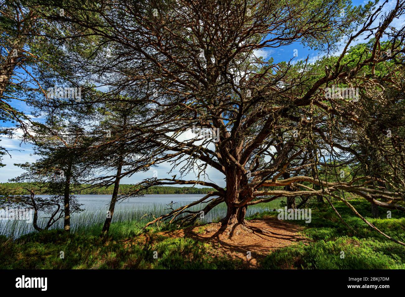 Regno Unito, Scozia, Highlands, Loch Garten, un lago che ripara le ostetricie Foto Stock