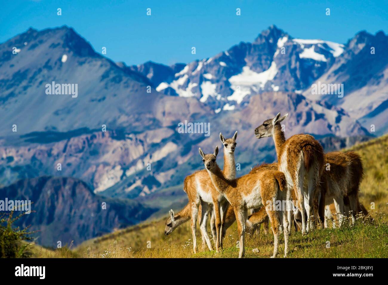 Cile, Patagonia, Aysen, Coyhaique, Patagonia Parco Nazionale che al confine con l'Argentina, guanacos mandria Foto Stock