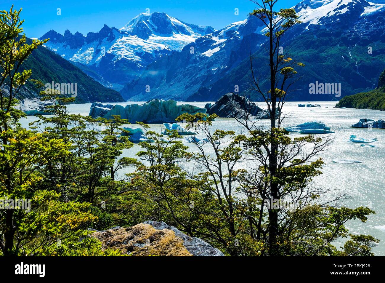 Cile, Patagonia, Aysen, Coyhaique, icebergs deriva sul lago Fiero, nel cuore della foresta di lenga, o faggi di Tierra del Fuego, Nothofagus pumilio Foto Stock