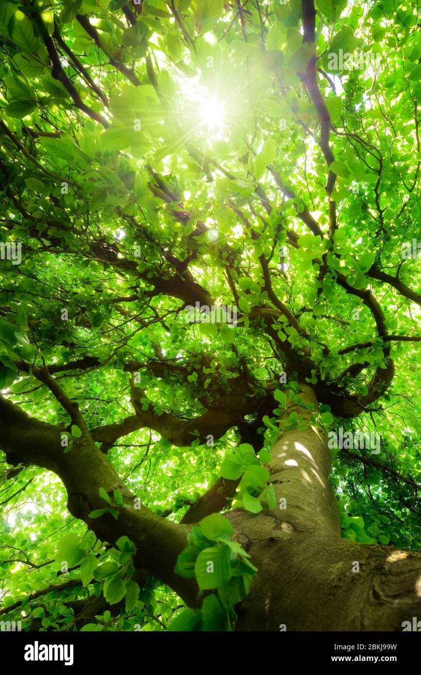 Vista dall'alto di un verde faggeto con bellissimi rami ricurvi, vegetazione vibrante e sole che splende attraverso di loro Foto Stock