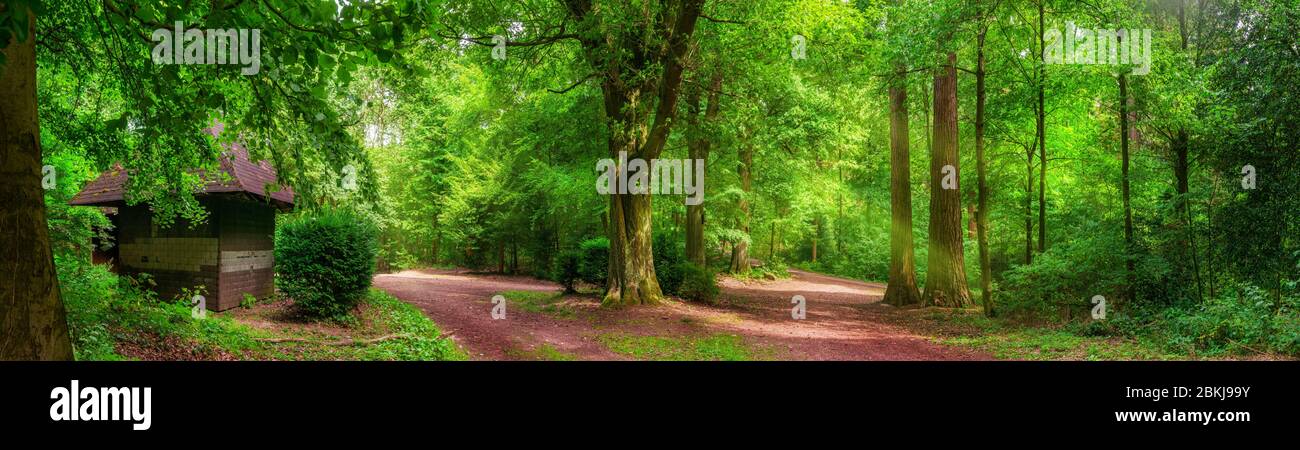Tranquillo paesaggio forestale: Un panorama di alberi e sentieri in vibrante colore verde e luce solare morbida, con una piccola cabina Foto Stock