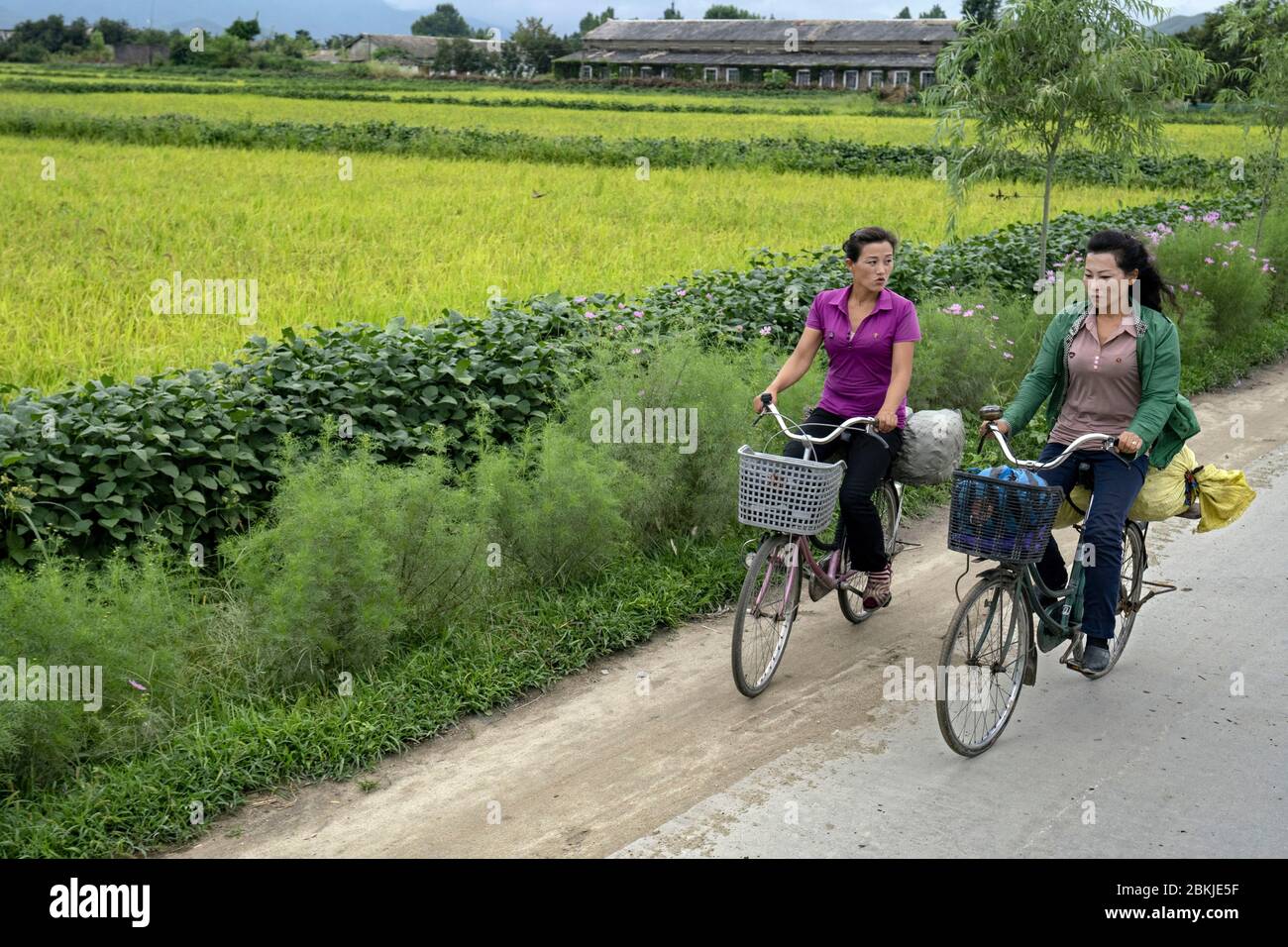 Corea del Nord, Wonsan, cooperativa agricola Foto Stock