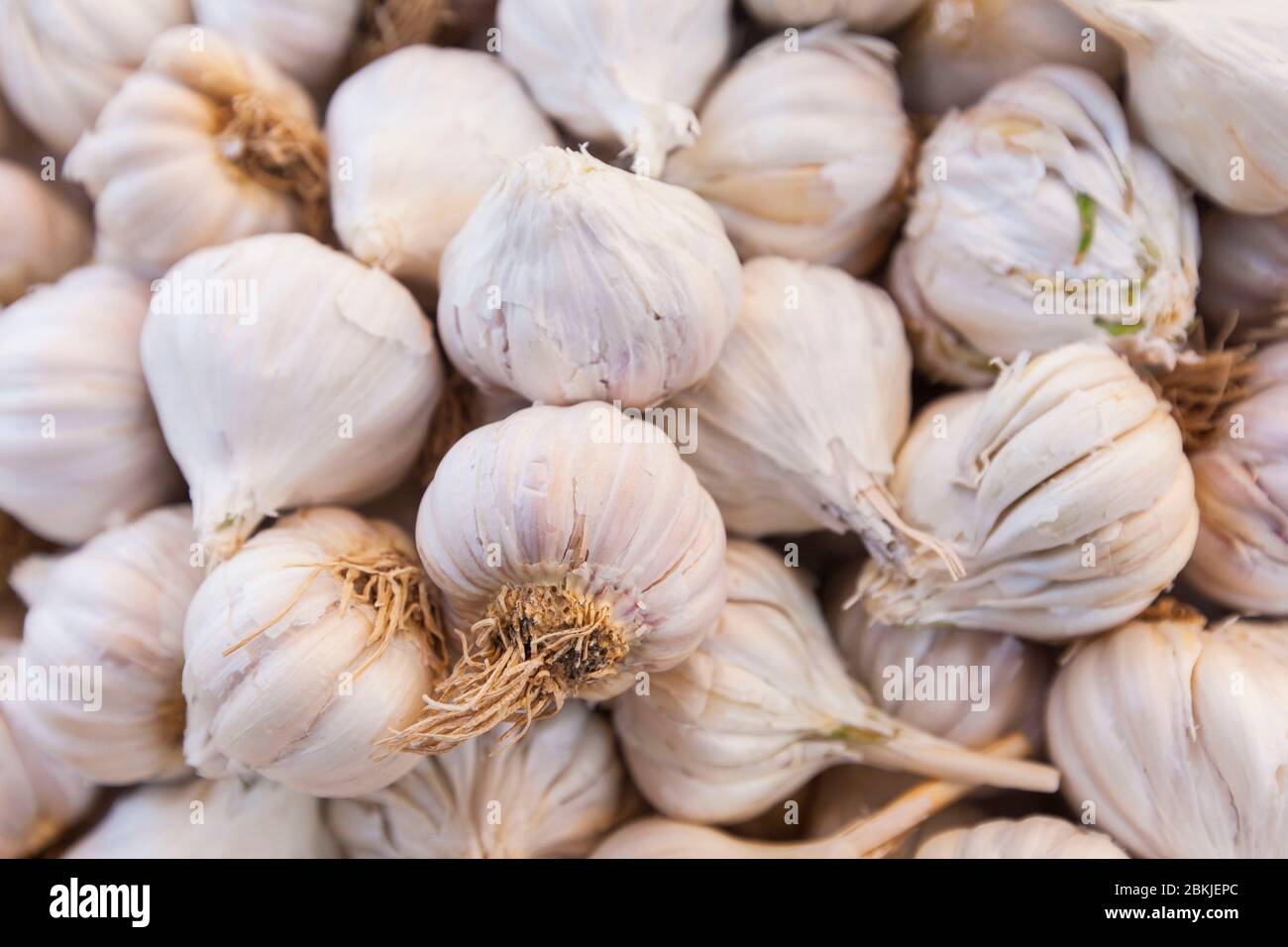 India, Rajasthan, Jodhpur, Sardar mercato Girdikot, teste di aglio Foto Stock