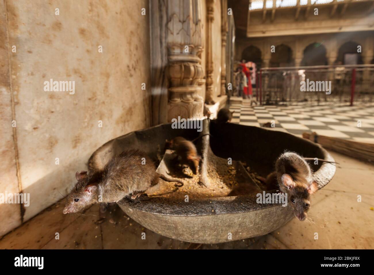 India, Rajasthan, Deshnok, Tempio di Karni Mata, primo piano sui ratti che vivono in questo tempio Foto Stock