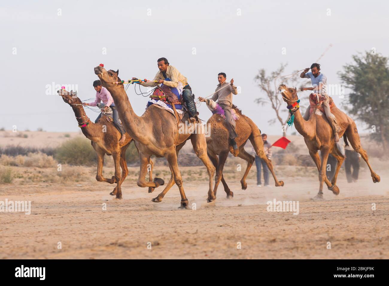 India, Rajasthan, bikaner, Festival del cammello, corsa del cammello Foto Stock