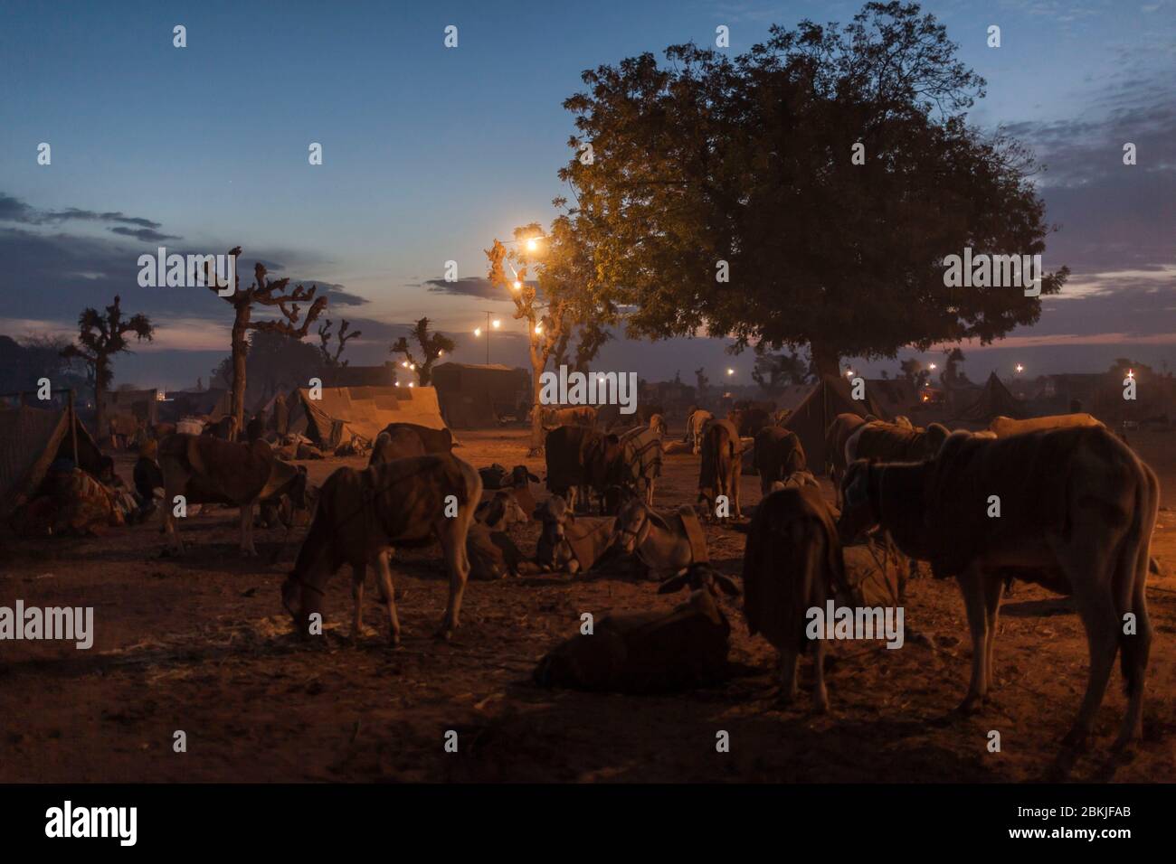 India, Rajasthan, Nagaur, fiera del bestiame, campo e animali all'alba Foto Stock